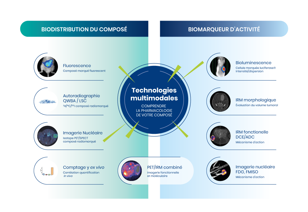 Comprendre la pharmacologie de vos composés avec des technologies multimodales en imagerie préclinique | SOLO Pharmaco-Imagerie