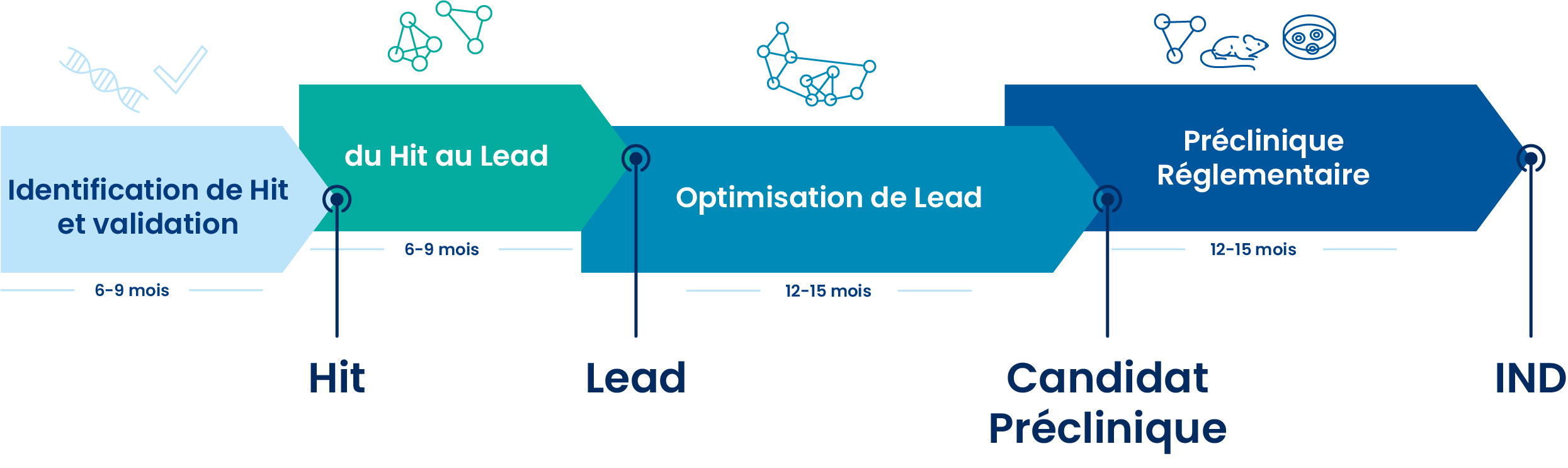 découverte du médicament de l'identification de Hit à la préclinique réglementaire