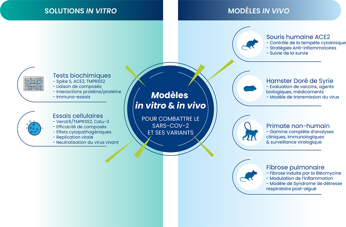 Modèles précliniques in vivo et in vitro de SARS-CoV2 | Oncodesign