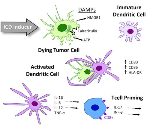 IO - Immunogenic cell death assay description