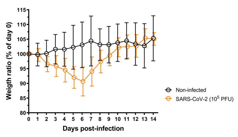 Infectious - BW graph hamster model COVID