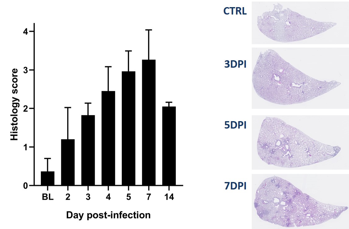 Infectious - lung histology scores hamster model COVID