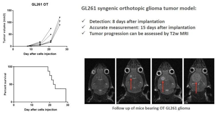 Orthotopic Tumor Models in Preclinical Oncology | Oncodesign Services