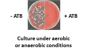 Gut decontamination by a cocktail of antibiotics (ATB) prior transfer of fecal material (FMT) in healthy mice