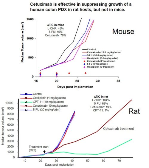 Oncology-Drug response in mouse versus rat PDX tumor model