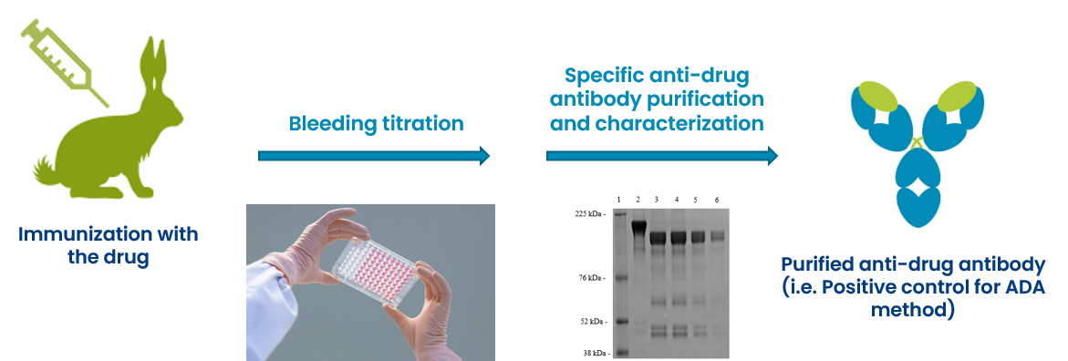 Immunogenicity Assessment For Therapeutic Protein Products Immunogenicity testing in preclinical studies | CRO services