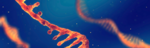Dégradation ciblée des ARN : principe et promesses thérapeutiques