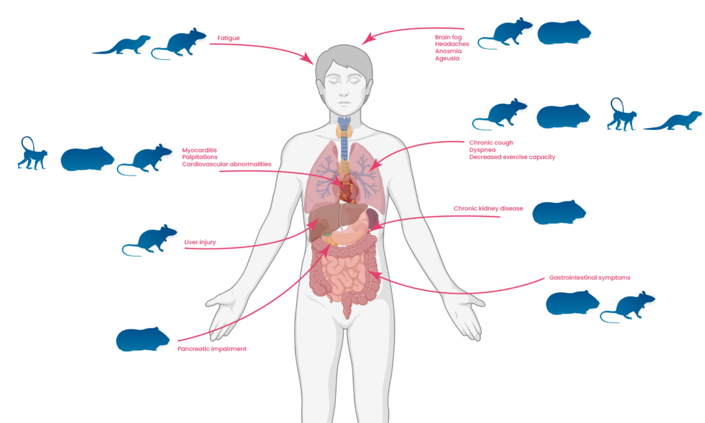 Animals models for specific aspects of long COVID.