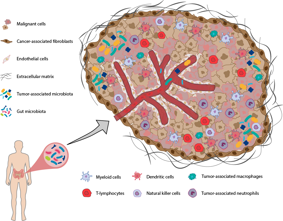 tumor microenvironment 