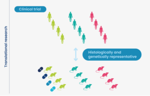 Patient-Derived Xenograft (PDX) Mouse Models | CRO Services