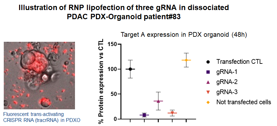 CRISPR KD of target A in PDAC PDX-Organoid