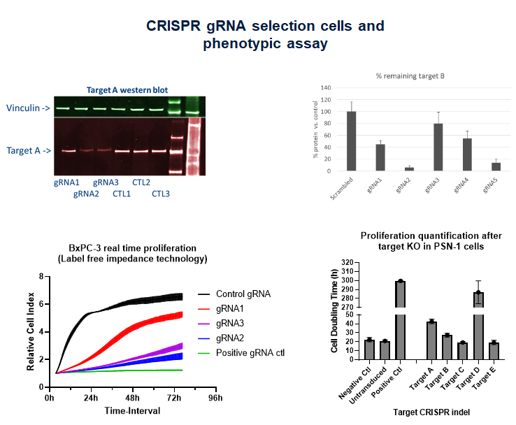 Molecular alterations (CRISPR) and targeted therapy in PDAC cells 