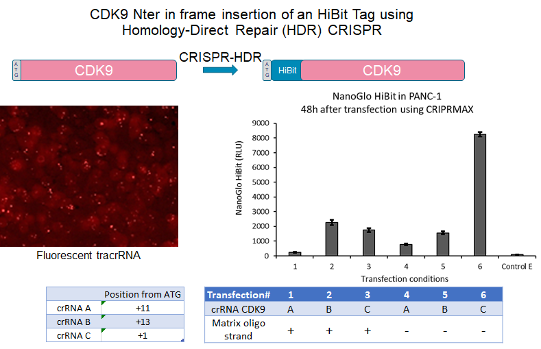 Monitoring PROTAC compound activity using endogenous target tag