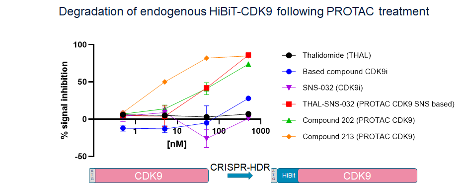 Monitoring PROTAC compound activity using endogenous target tag