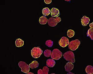 Breaking Barriers in Oncology Drug Development: Unveiling the Potential of 3D Cell Models for Drug Discovery