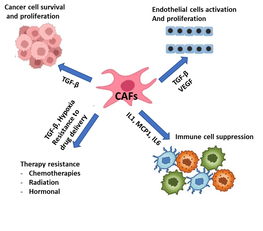 Effect of cancer associated fibroblasts (CAF) on tumor and other stromal cells