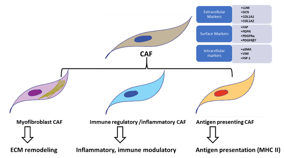 CAFs Subpopulation 