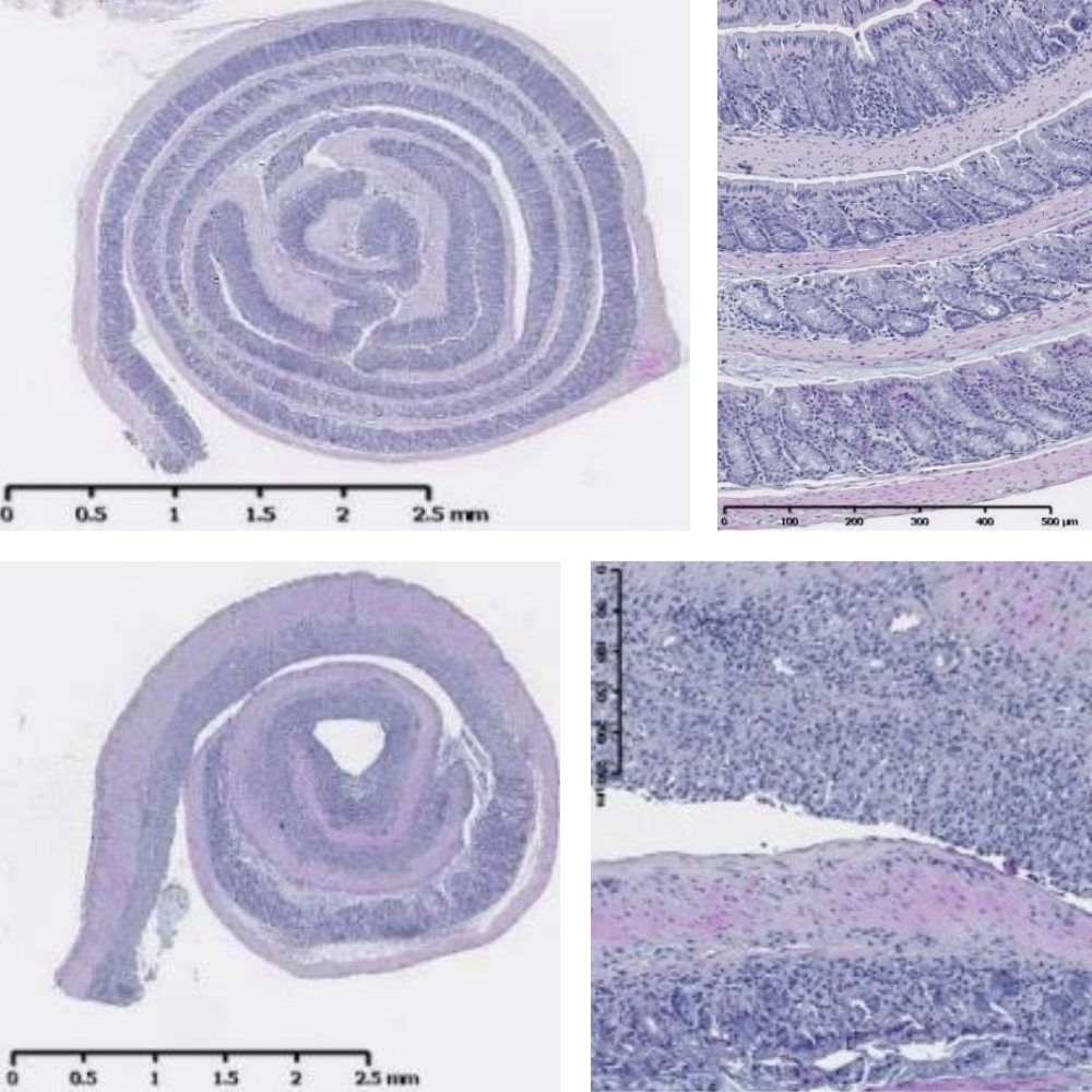A selection of IBD mouse model tissue samples, illustrating key differences between healthy and diseased specimens.