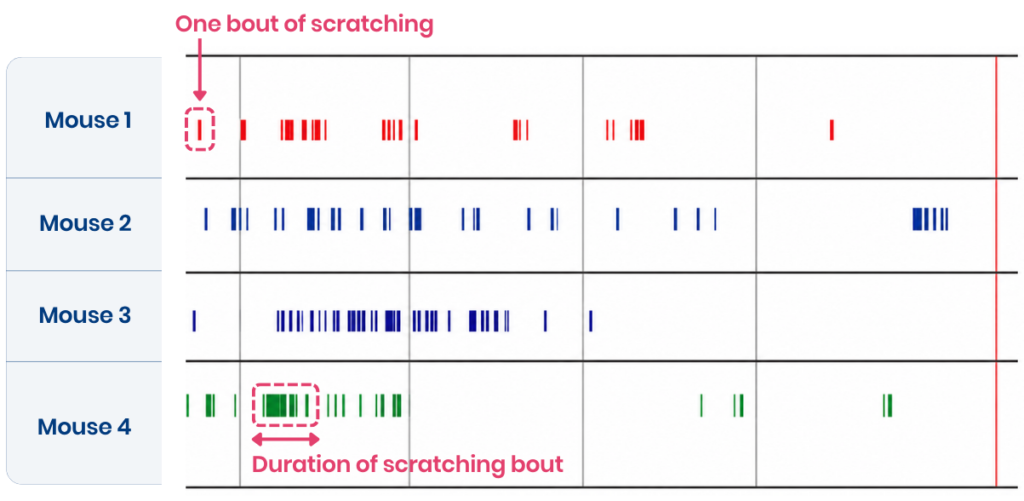 Ethogram (raster plot) of scratching behavior – 1 line per mouse, vertical bars indicate scratching behavior detected at time point 