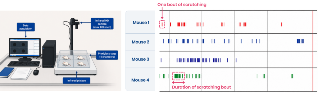 Functional Scratching Experiment for Atopic Dermatitis with Ethogram