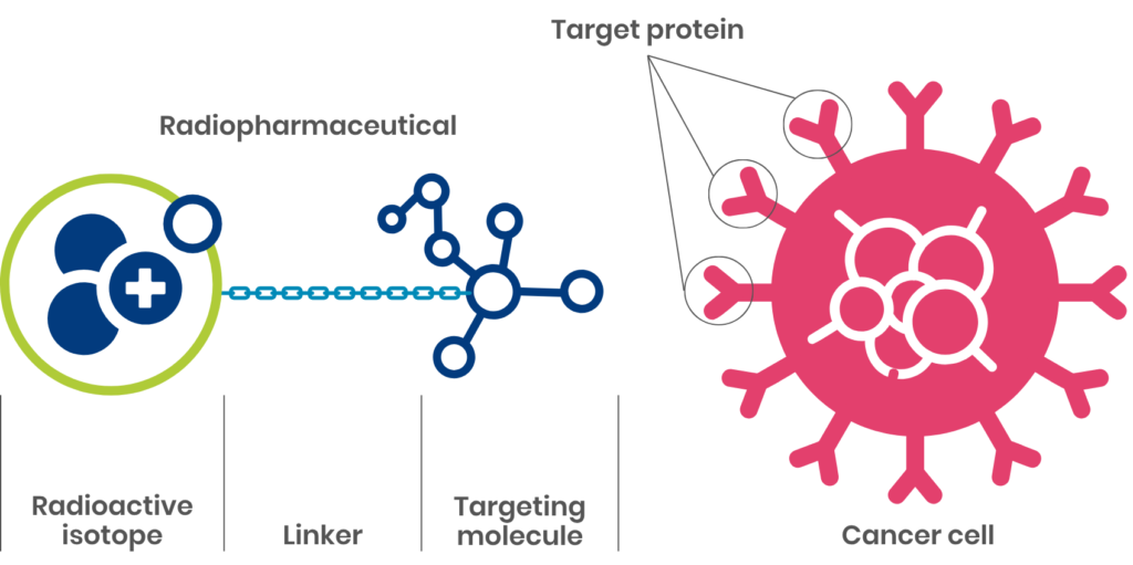 A graphic showing the anatomy of a radionuclide therapy (RLT). A radioisotope is tethered to a molecule. This is shown next to a cancer cell with target protein receptors ready to dock with the targeting molecule.